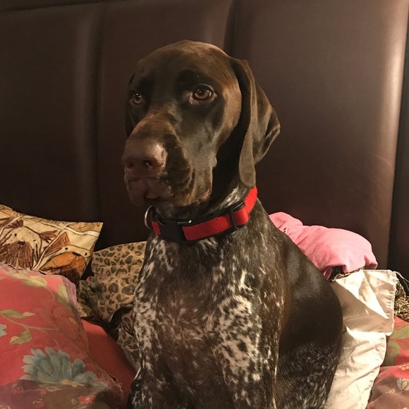 swhitegsp
